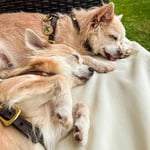 Zeit mit meinen Hunden als persönlicher Ausgleich.